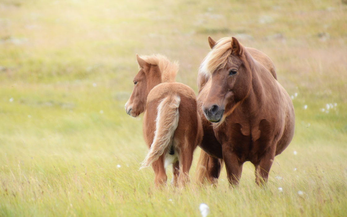 Isländische Wildpferde